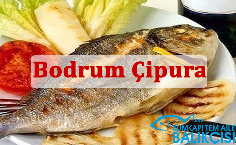 Bodrum Çipura